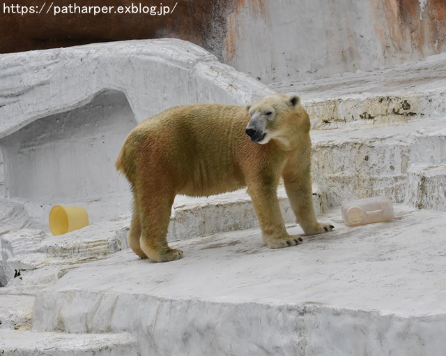 2018年9月 天王寺動物園 その3 Shilkaのオヤツ_a0052986_102712.jpg