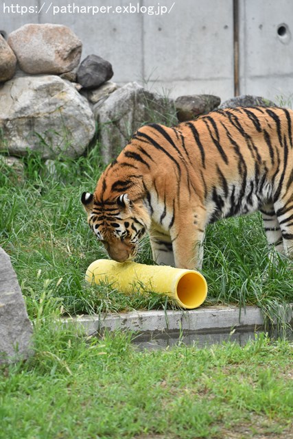 2018年9月 天王寺動物園 その3 Shilkaのオヤツ_a0052986_107494.jpg