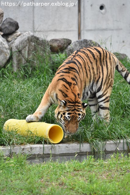 2018年9月 天王寺動物園 その3 Shilkaのオヤツ_a0052986_1085757.jpg