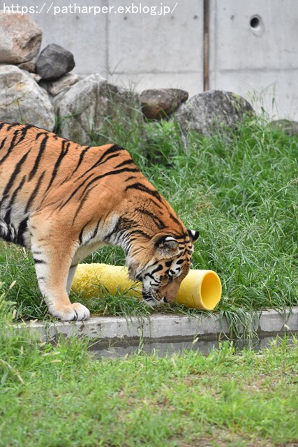 2018年9月 天王寺動物園 その3 Shilkaのオヤツ_a0052986_1091256.jpg