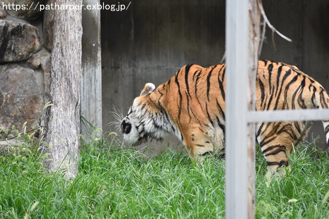 2018年9月 天王寺動物園 その3 Shilkaのオヤツ_a0052986_1092969.jpg