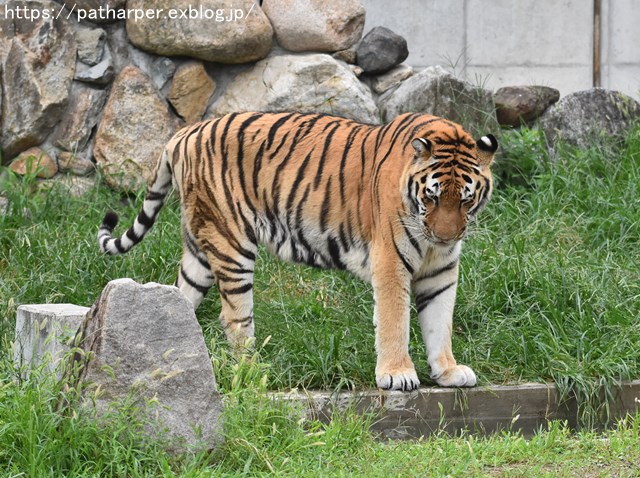 2018年9月 天王寺動物園 その3 Shilkaのオヤツ_a0052986_1094533.jpg