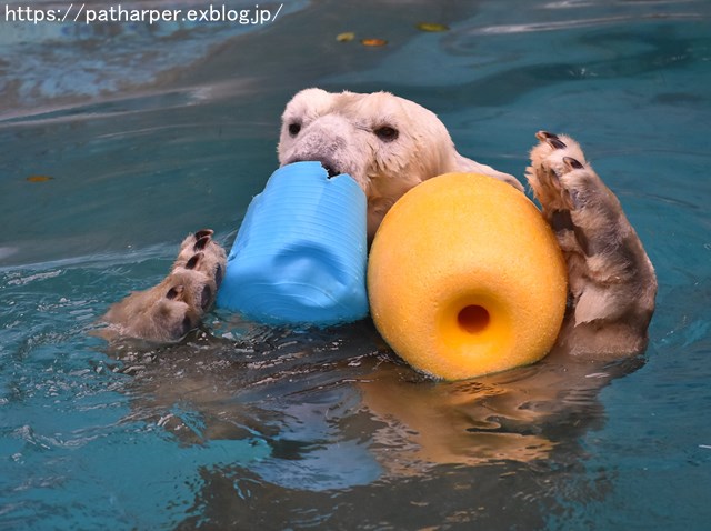 2018年9月 天王寺動物園 その4 ペンギンガイド_a0052986_2021486.jpg