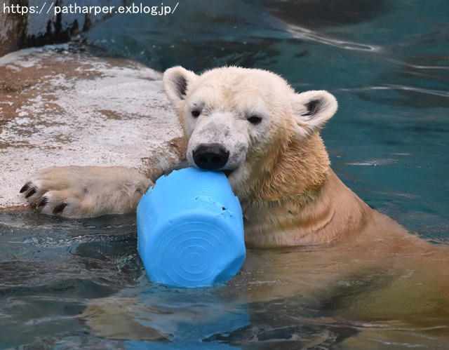 2018年9月 天王寺動物園 その4 ペンギンガイド_a0052986_20225860.jpg