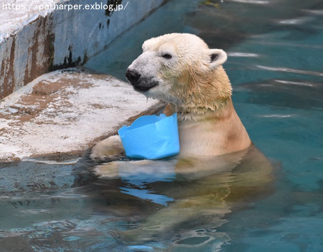 2018年9月 天王寺動物園 その4 ペンギンガイド_a0052986_20232413.jpg