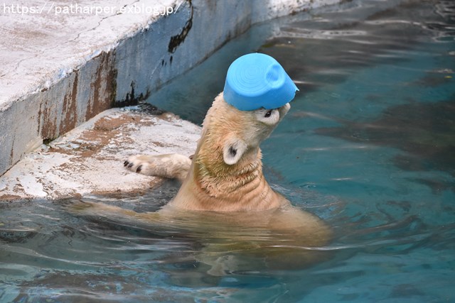 2018年9月 天王寺動物園 その4 ペンギンガイド_a0052986_20234314.jpg