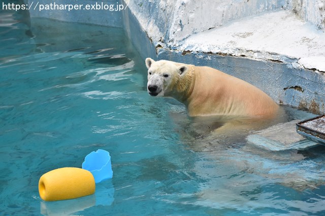 2018年9月 天王寺動物園 その4 ペンギンガイド_a0052986_20252820.jpg