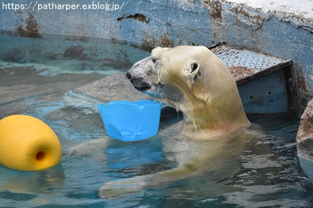 2018年9月 天王寺動物園 その4 ペンギンガイド_a0052986_202581.jpg