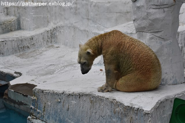 2018年9月 天王寺動物園 その4 ペンギンガイド_a0052986_20304217.jpg