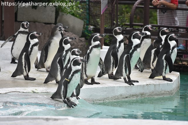 2018年9月 天王寺動物園 その4 ペンギンガイド_a0052986_20352552.jpg