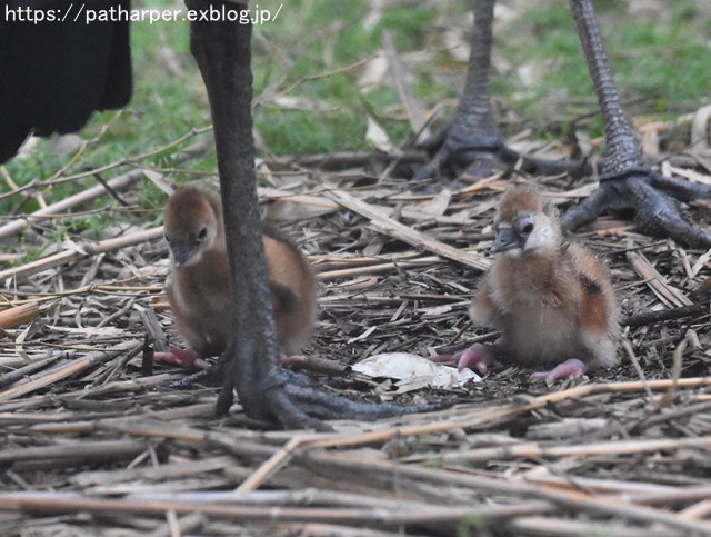 2018年9月 天王寺動物園 その4 ペンギンガイド_a0052986_20365388.jpg
