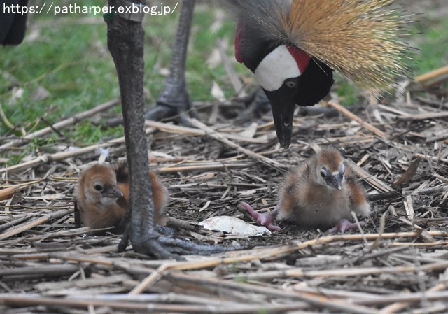 2018年9月 天王寺動物園 その4 ペンギンガイド_a0052986_20373935.jpg