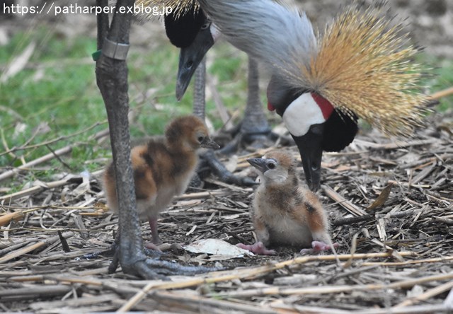 2018年9月 天王寺動物園 その4 ペンギンガイド_a0052986_20375941.jpg