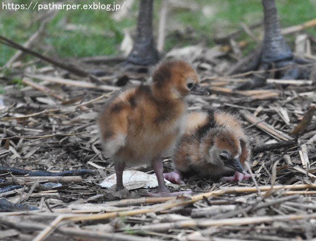 2018年9月 天王寺動物園 その4 ペンギンガイド_a0052986_2038461.jpg