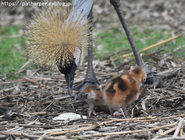 2018年9月 天王寺動物園 その4 ペンギンガイド_a0052986_20392439.jpg