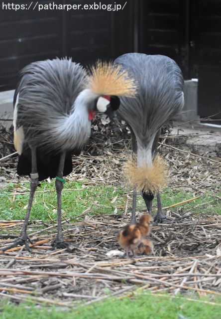 2018年9月 天王寺動物園 その4 ペンギンガイド_a0052986_2039638.jpg