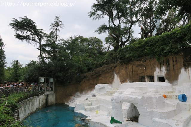 2018年9月 天王寺動物園 その4 ペンギンガイド_a0052986_20422423.jpg