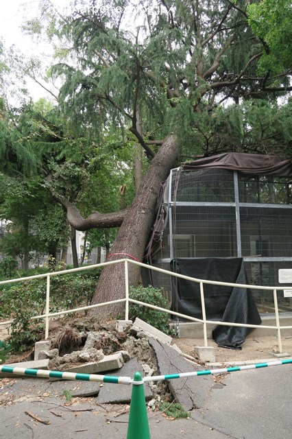 2018年9月 天王寺動物園 その4 ペンギンガイド_a0052986_20431128.jpg