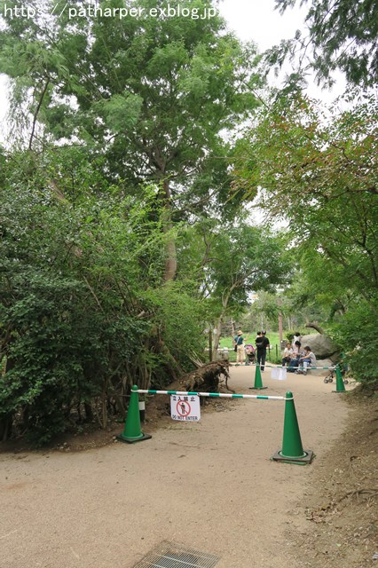 2018年9月 天王寺動物園 その4 ペンギンガイド_a0052986_20444678.jpg