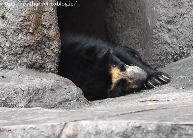 2018年9月 天王寺動物園 その1 鳥のガイド_a0052986_756010.jpg