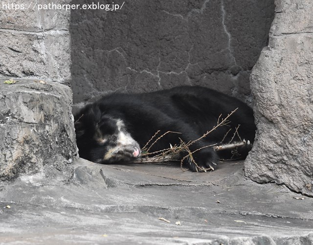 2018年9月 天王寺動物園 その1 鳥のガイド_a0052986_7561316.jpg