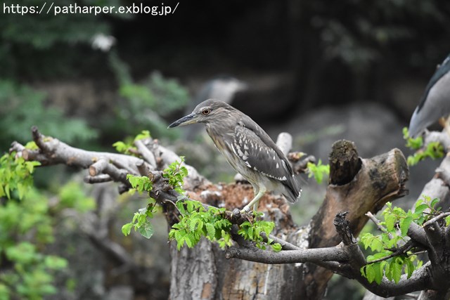 2018年9月 天王寺動物園 その1 鳥のガイド_a0052986_8030100.jpg