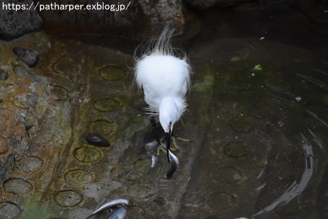 2018年9月 天王寺動物園 その1 鳥のガイド_a0052986_8113126.jpg