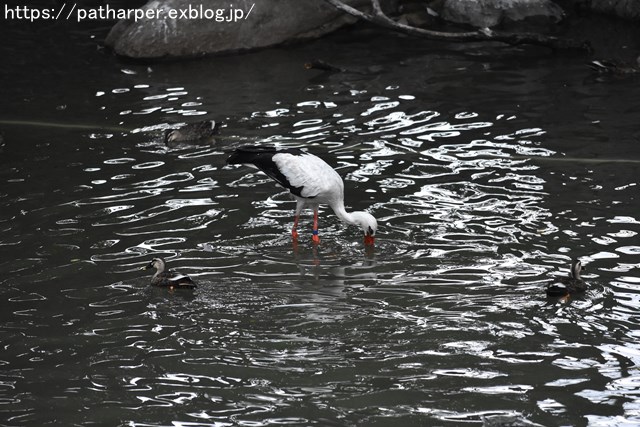 2018年9月 天王寺動物園 その1 鳥のガイド_a0052986_8115226.jpg