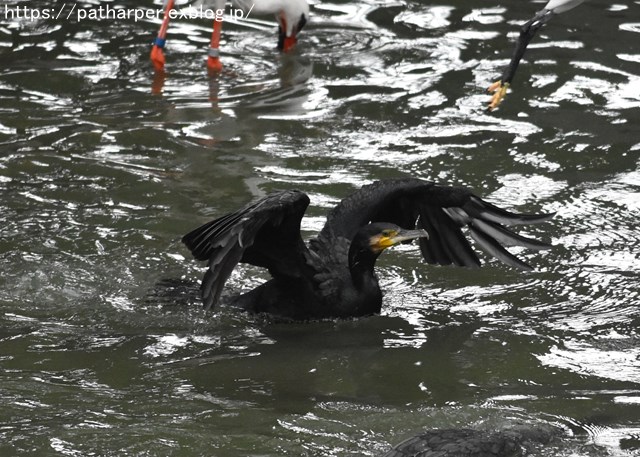 2018年9月 天王寺動物園 その1 鳥のガイド_a0052986_8134032.jpg