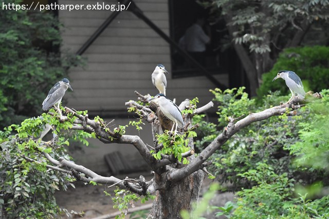 2018年9月 天王寺動物園 その1 鳥のガイド_a0052986_814198.jpg