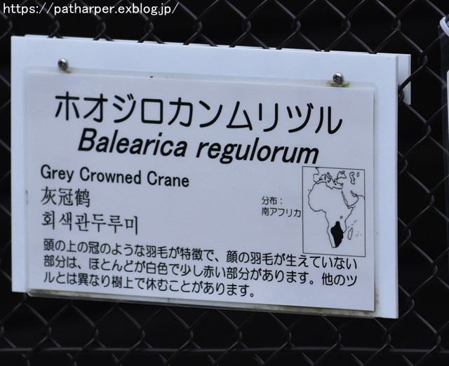 2018年9月 天王寺動物園 その1 鳥のガイド_a0052986_828448.jpg
