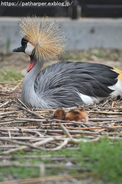 2018年9月 天王寺動物園 その1 鳥のガイド_a0052986_8292439.jpg