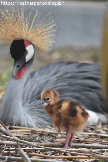 2018年9月 天王寺動物園 その1 鳥のガイド_a0052986_82963.jpg