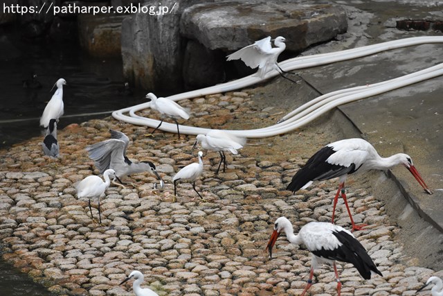 2018年9月 天王寺動物園 その1 鳥のガイド_a0052986_843948.jpg