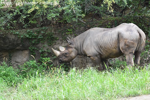 2018年9月 天王寺動物園 その2_a0052986_845151.jpg