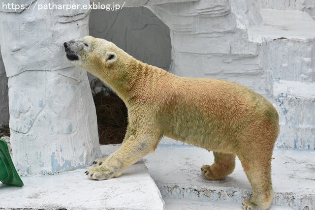 2018年9月 天王寺動物園 その2_a0052986_8463591.jpg