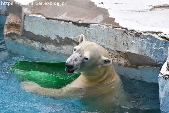 2018年9月 天王寺動物園 その2_a0052986_8471657.jpg