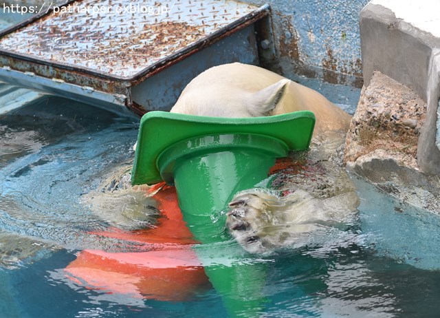 2018年9月 天王寺動物園 その2_a0052986_848073.jpg