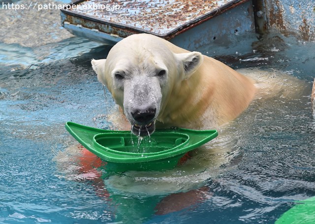 2018年9月 天王寺動物園 その2_a0052986_8481232.jpg