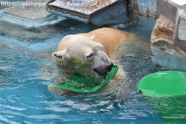 2018年9月 天王寺動物園 その2_a0052986_8501983.jpg