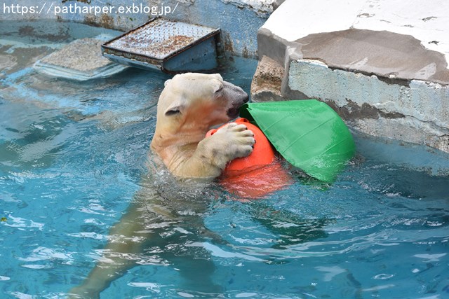 2018年9月 天王寺動物園 その2_a0052986_8512696.jpg