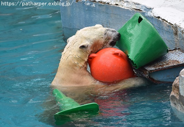 2018年9月 天王寺動物園 その2_a0052986_8521016.jpg