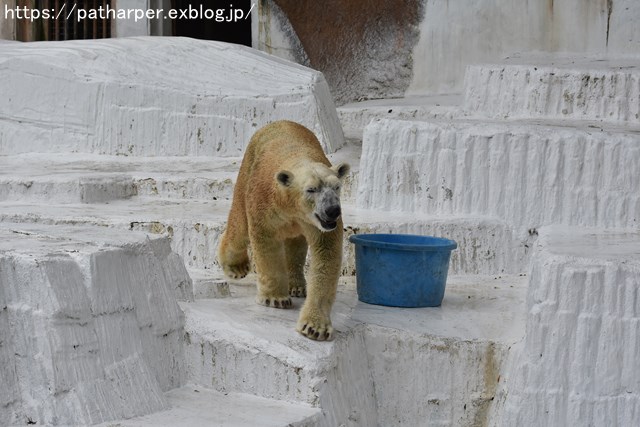 2018年9月 天王寺動物園 その2_a0052986_855482.jpg