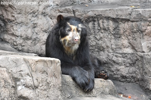 2018年9月 天王寺動物園 その2_a0052986_8583150.jpg