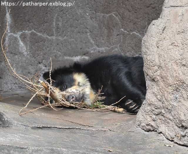 2018年9月 天王寺動物園 その2_a0052986_8584221.jpg