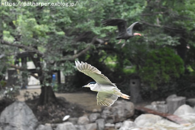 2018年9月 天王寺動物園 その1 鳥のガイド_a0052986_86215.jpg