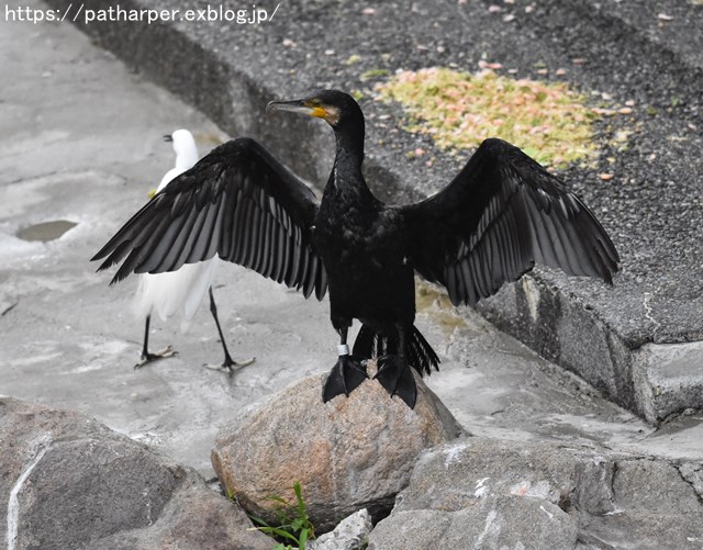 2018年9月 天王寺動物園 その1 鳥のガイド_a0052986_88456.jpg