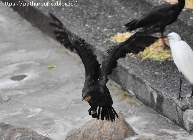2018年9月 天王寺動物園 その1 鳥のガイド_a0052986_89847.jpg
