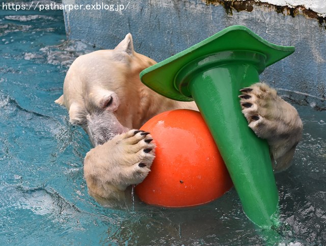 2018年9月 天王寺動物園 その2_a0052986_912585.jpg