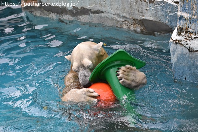 2018年9月 天王寺動物園 その2_a0052986_913846.jpg